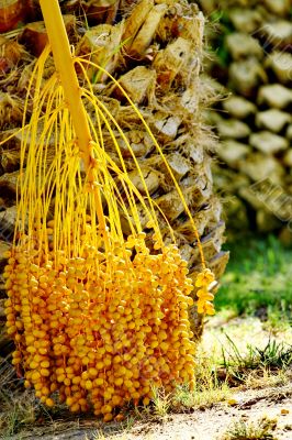 Date palm tree with dates Date palm tree with dates