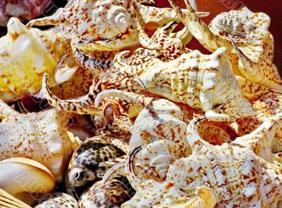 Seashells background Seashells background