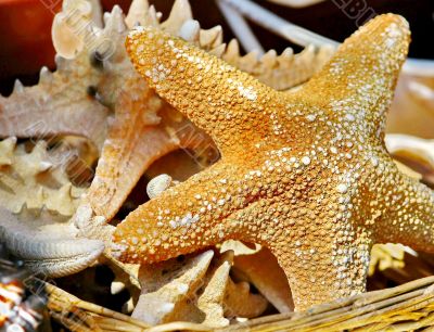 Sea stars Sea stars