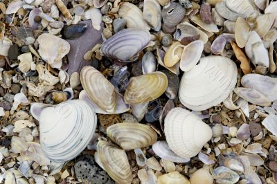 Sea shells