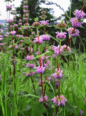 Violet flower blooming on the summer field Violet flower blooming on the summer field