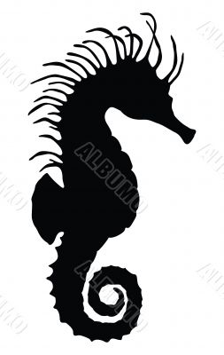 Sea horse Sea horse