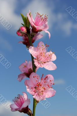 branch of blossoming peach
