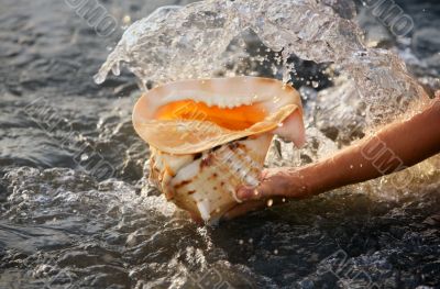 Conch shell