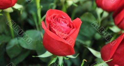 red roses red roses