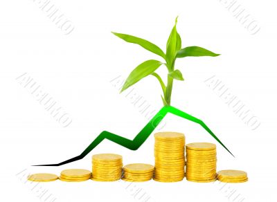 gold coins and plant isolated on white