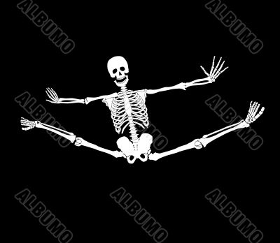 Vector skeleton Vector skeleton