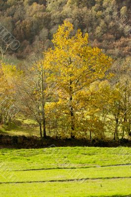 Yellow trees at green pasture