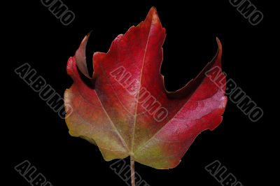 big autumn leaf big autumn leaf