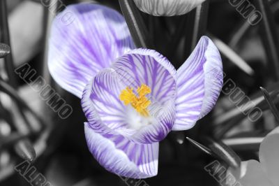 crocus flower background