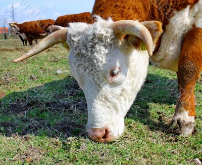 Brown white cows on a farmland