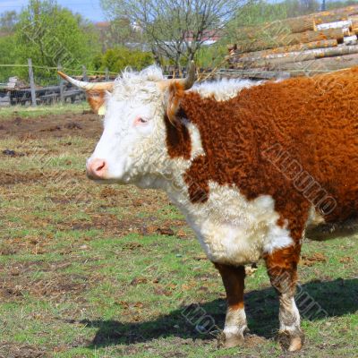 Farm cow stands on field