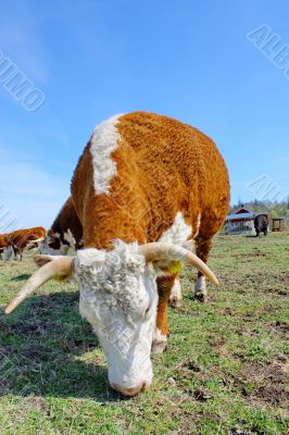 Brown white cows on a farmland