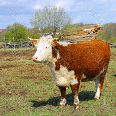 Farm cow stands on field