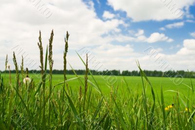 meadow