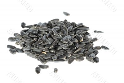  seed of the sunflower