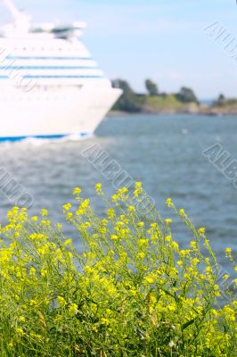View of Finland Gulf with white yellow flowers in the foreground View of Finland Gulf with white yellow flowers in the foreground
