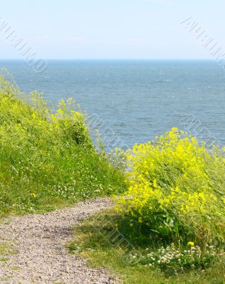 View of Finland Gulf with white yellow flowers in the foreground