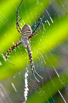 Spider, Argiope bruennichi