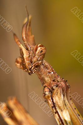 Mantis (Empusa pennata)