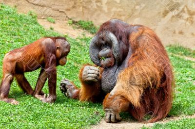 Orangutan of Borneo, Pongo Pygmaeus