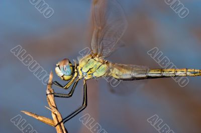 Dragonfly ( sympetrum sp )