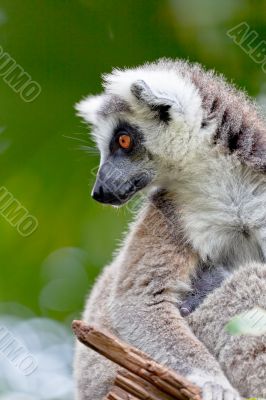 Lemur of ring-shaped tail ,Lemur catta