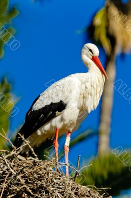 white stork