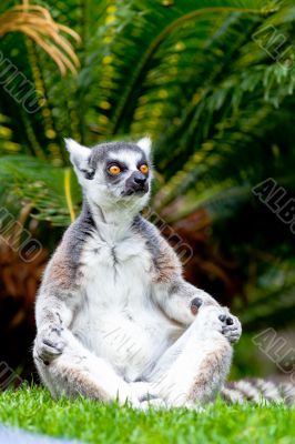 Lemur of ring-shaped tail ,Lemur catta