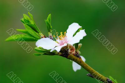Flower  Almond Tree