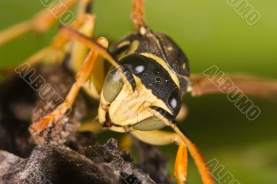 Wasp (Polistes bischoffi)