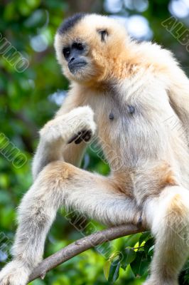 Gibbon of golden cheeks, Nomascus gabriellae
