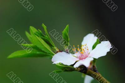 Flower  Almond Tree