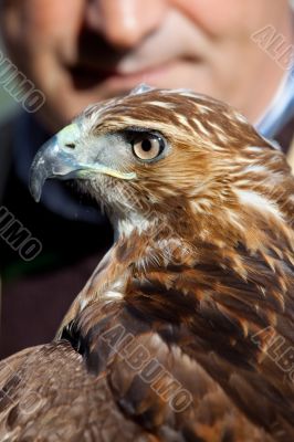 Eagle of red tail (Buteo jamaicensis) and falconer
