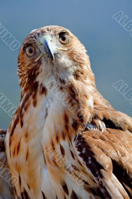 Eagle of red tail (Buteo jamaicensis)