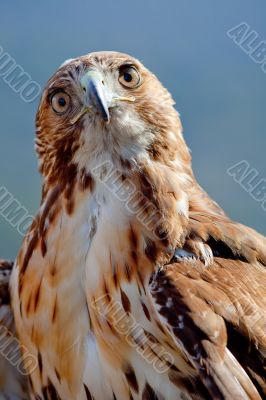 Eagle of red tail (Buteo jamaicensis)