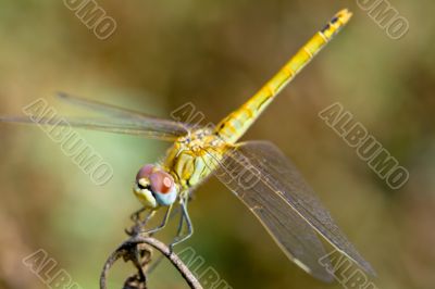 Dragonfly ( sympetrum sp )