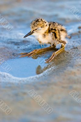 Black-Winged Stilt