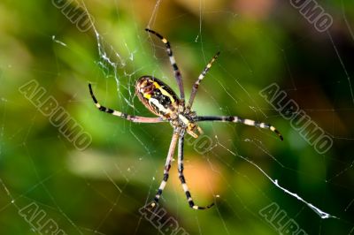 Spider, Argiope bruennichi