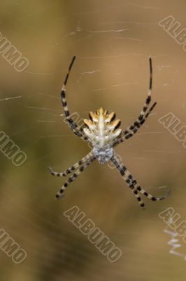 Spider (Argiope lobata)
