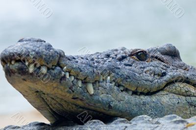 A nile crocodile, Crocodylus niloticus