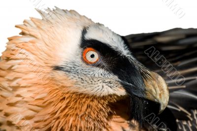 Lammergeier`s Specimen (Gypaetus barbatus)