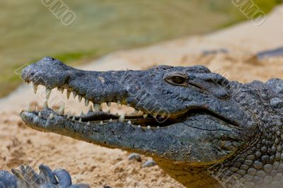 A nile crocodile, Crocodylus niloticus