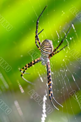 Spider, Argiope bruennichi