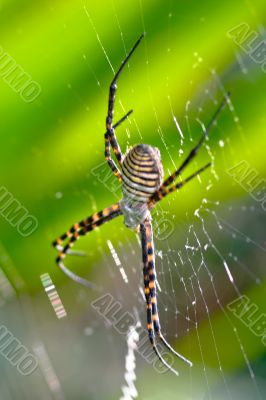 Spider, Argiope bruennichi