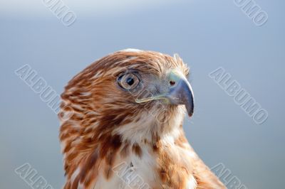 Eagle of red tail (Buteo jamaicensis)