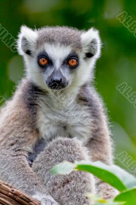 Lemur of ring-shaped tail ,Lemur catta