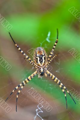 Spider, Argiope bruennichi
