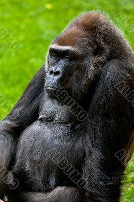 Gorilla of coast,  Gorilla gorilla