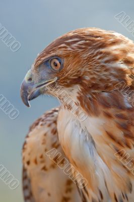 Eagle of red tail (Buteo jamaicensis)